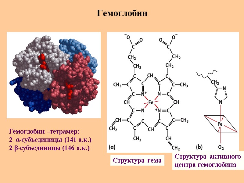 Гемоглобин Структура гема Структура активного центра гемоглобина Гемоглобин –тетрамер: 2  α-субъединицы (141 а.к.)